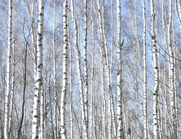 Several birches with white birch bark in birch grove among other birches