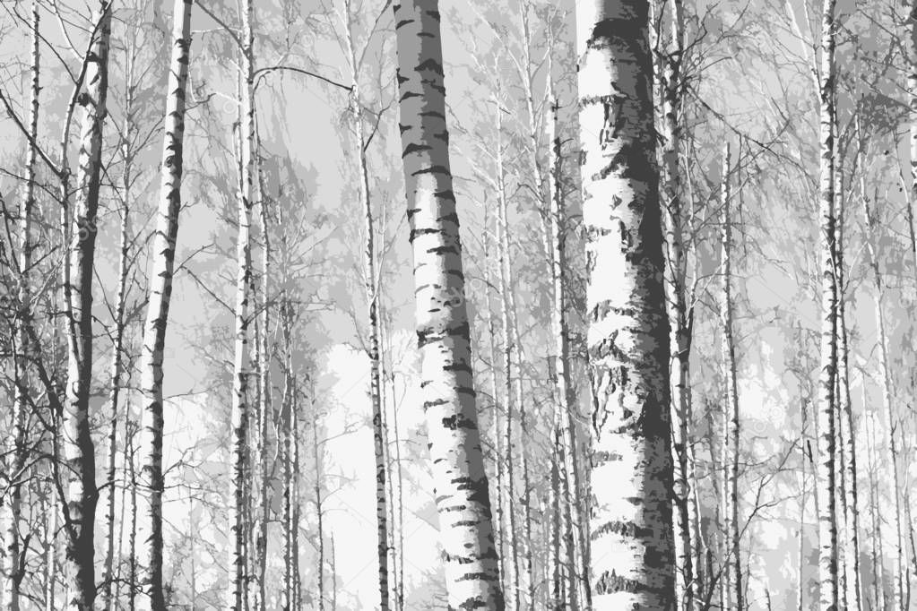 Black-and-white photo with beautiful birches in birch grove