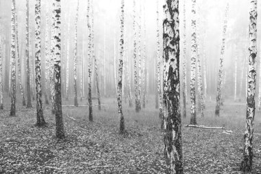 Huş Grove arasında diğer ağaç beyaz huş ağacı kabuğu ile birkaç ağaç