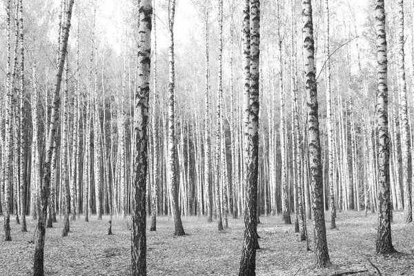 Huş Grove arasında diğer ağaç beyaz huş ağacı kabuğu ile birkaç ağaç