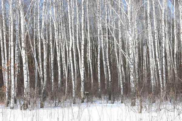 Black White Birch Trees Birch Bark Birch Forest Other Birches — Stock Photo, Image