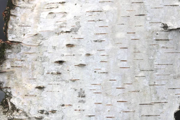 Natürlicher Hintergrund Der Birkenrinde Mit Natürlicher Birkenstruktur — Stockfoto