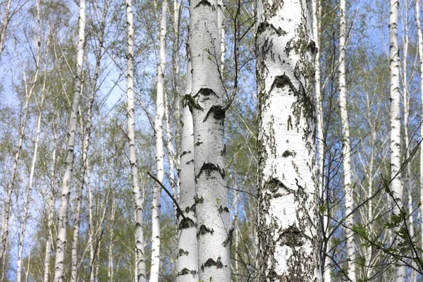 Belas Árvores Bétula Com Casca Bétula Branca Bosque Bétula Com — Fotografia de Stock