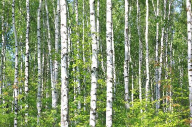 Beyaz huş ağacıyla güzel huş ağaçları huş ağacının huş ağacında, yazın yeşil huş yapraklarıyla birlikte.