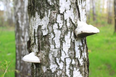 Beyaz huş ağacıyla güzel huş ağaçları huş ağacının huş ağacında, yazın yeşil huş yapraklarıyla birlikte.