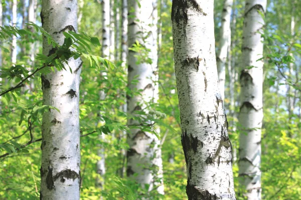 Beautiful birch trees with white birch bark in birch grove with green birch leaves in summer