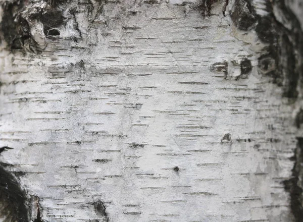 Pattern Birch Bark Black Birch Stripes White Birch Bark Wooden — Stock Photo, Image