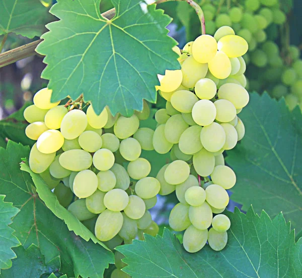 Stelletje Rijp Zoete Heerlijke Groene Druiven Tegen Achtergrond Van Groene — Stockfoto