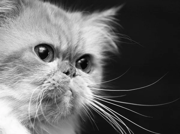 Black-and-white photo with portrait of sad cat