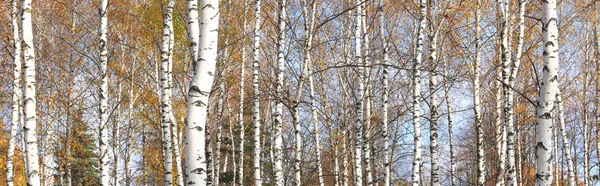 Prachtige Berkenbomen Met Witte Berkenschors Berkenbos Met Groene Berkenbladeren Zomer — Stockfoto