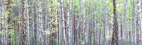 Beautiful birch trees with white birch bark in birch grove with green birch leaves in summer