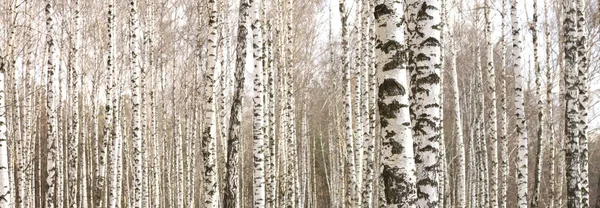 Belas Árvores Bétula Com Casca Bétula Branca Bosque Bétula — Fotografia de Stock