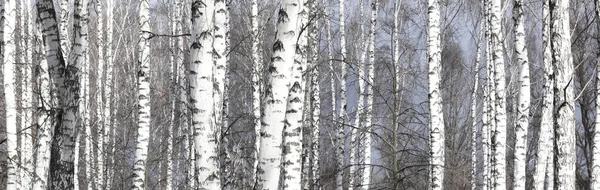 Beautiful birch trees with white birch bark in birch grove