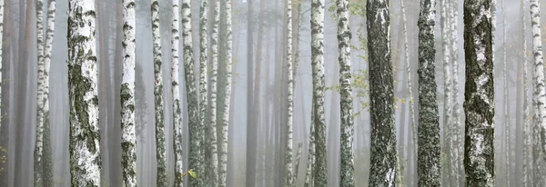 Belas Árvores Bétula Com Casca Bétula Branca Bosque Bétula — Fotografia de Stock