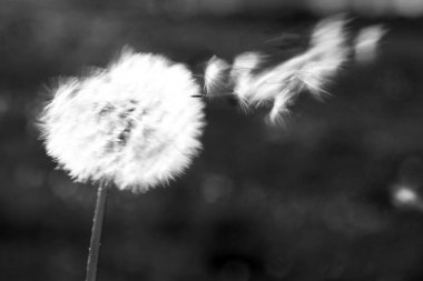 Karahindiba Rüzgar içinde siyah ve beyaz bulanık retro fotoğraflı