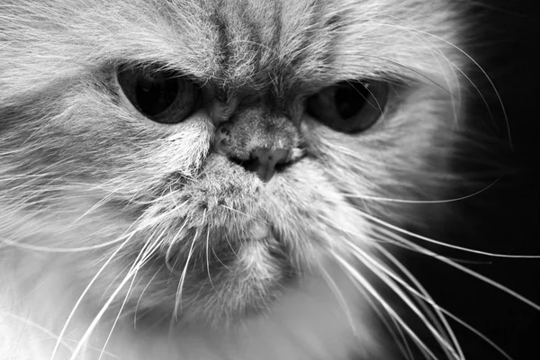 Чорно Біле Фото Портретом Сумної Кішки — стокове фото