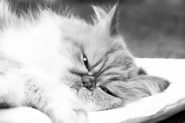 Černobílá Fotografie Portrétem Smutné Kočky — Stock fotografie