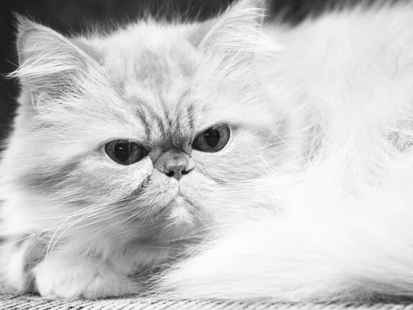 Black White Photo Portrait Sad Cat — Stock Photo, Image