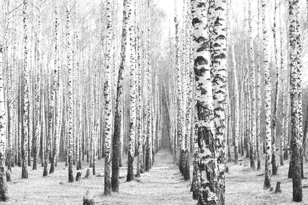 Güzel huş ağaçları ile beyaz huş ağacı kabuğu huş Grove