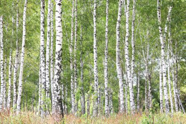 Beyaz huş ağacıyla güzel huş ağaçları huş ağacının huş ağacında, yazın yeşil huş yapraklarıyla birlikte.