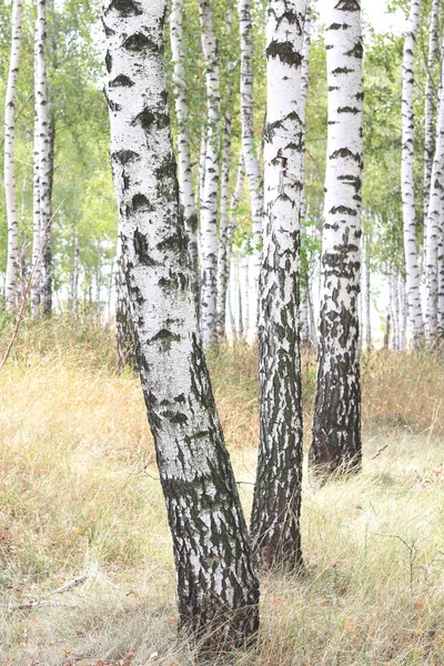 Prachtige Berkenbomen Met Witte Berkenschors Berkenbos Met Groene Berkenbladeren Zomer — Stockfoto