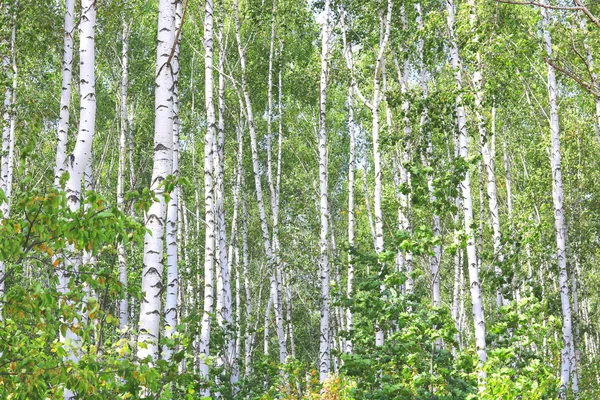 Gyönyörű Nyírfa Fehér Nyírfa Kéreg Nyírfa Ligetben Zöld Nyírfa Levelek — Stock Fotó