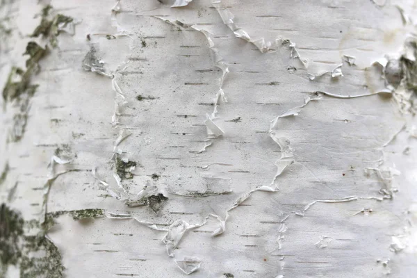 Patroon Van Berkenschors Met Zwarte Berkenstrepen Witte Berkenschors Met Houten — Stockfoto