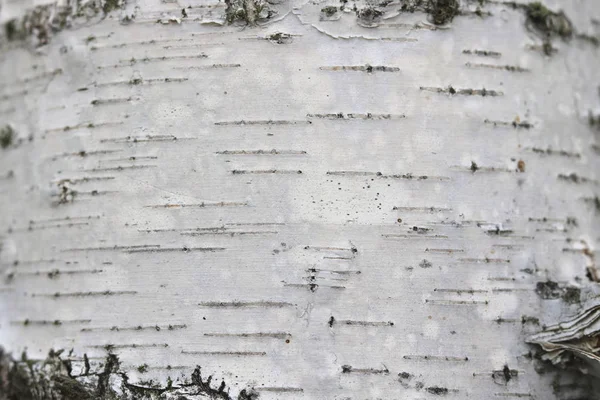 Huş Ağacının Beyaz Huş Ağacının Kabuğunda Siyah Huş Şeritleri Ahşap — Stok fotoğraf