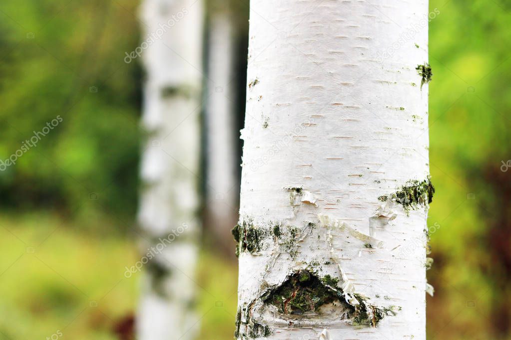 Beautiful birch trees with white birch bark in birch grove with green birch leaves in summer