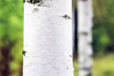 Beyaz huş ağacıyla güzel huş ağaçları huş ağacının huş ağacında, yazın yeşil huş yapraklarıyla birlikte.