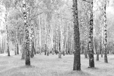 Huş Grove diğer ağaç arasında huş ağacı kabuğu ile siyah beyaz ağaç fotoğrafı siyah-beyaz