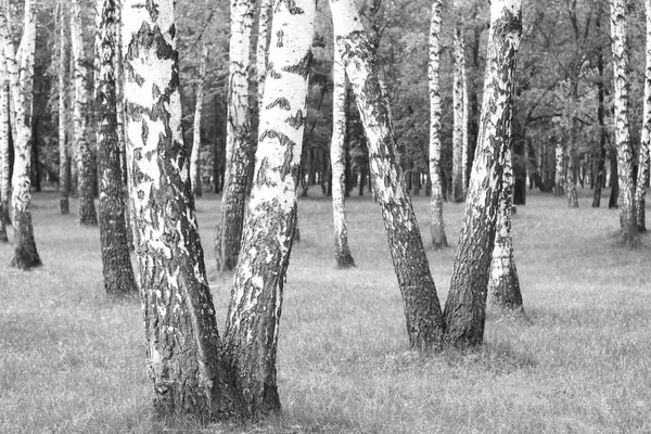 Huş Grove diğer ağaç arasında huş ağacı kabuğu ile siyah beyaz ağaç fotoğrafı siyah-beyaz