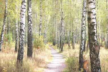 Güzel huş ağaçları ile beyaz huş ağacı kabuğu huş Grove yeşil huş ağacı yaprakları ile