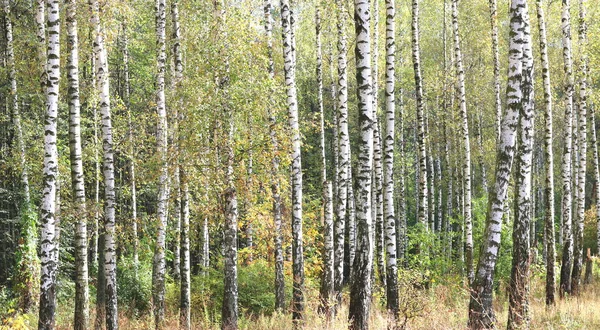 Belas Árvores Bétula Com Casca Bétula Branca Bosque Bétula Com — Fotografia de Stock