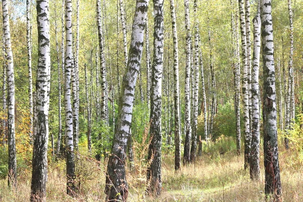 Indah Pohon Birch Dengan Kulit Burung Putih Hutan Birch Dengan — Stok Foto