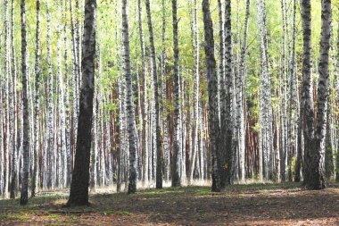 Güzel huş ağaçları ile beyaz huş ağacı kabuğu huş Grove yeşil huş ağacı yaprakları ile