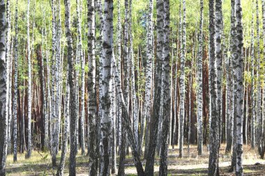 Güzel huş ağaçları ile beyaz huş ağacı kabuğu huş Grove yeşil huş ağacı yaprakları ile
