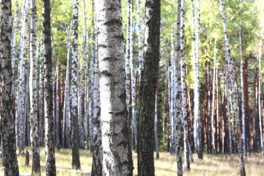 Güzel huş ağaçları ile beyaz huş ağacı kabuğu huş Grove yeşil huş ağacı yaprakları ile