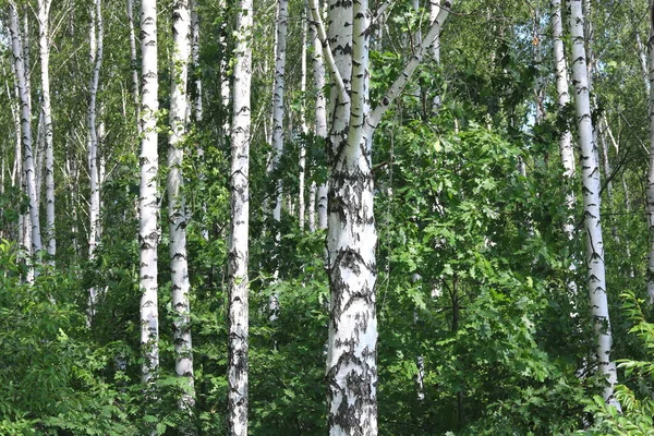 Belas Árvores Bétula Com Casca Bétula Branca Bosque Bétula Com — Fotografia de Stock