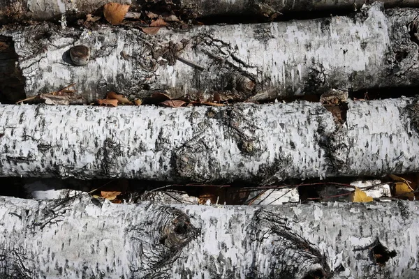 Tronchi Betulla Nella Foresta Autunnale — Foto Stock