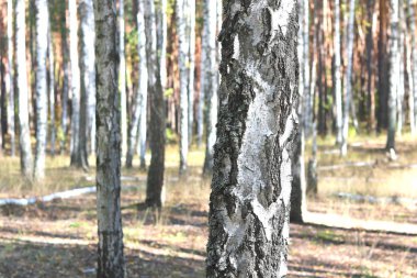 Güzel huş ağaçları ile beyaz huş ağacı kabuğu huş Grove yeşil huş ağacı yaprakları ile