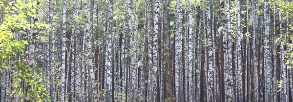 Mooie Berken Met Witte Berk Bast Berken Grove Met Groene — Stockfoto