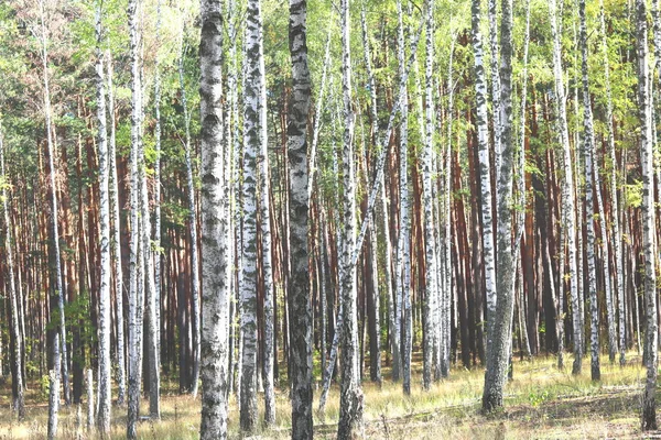 Beautiful birch trees with white birch bark in birch grove with green birch leaves