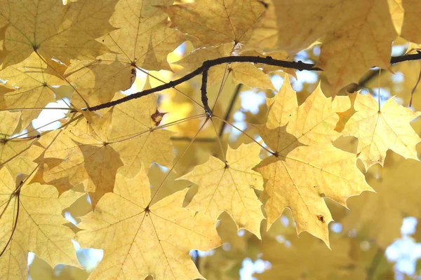 Κίτρινο Φθινόπωρο Maple Φύλλα Στο Σκέλος Της Σφενδάμνου Φθινόπωρο — Φωτογραφία Αρχείου