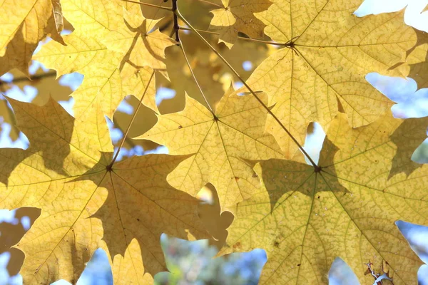 Geel Autumn Maple Laat Tak Van Herfst Esdoorn — Stockfoto