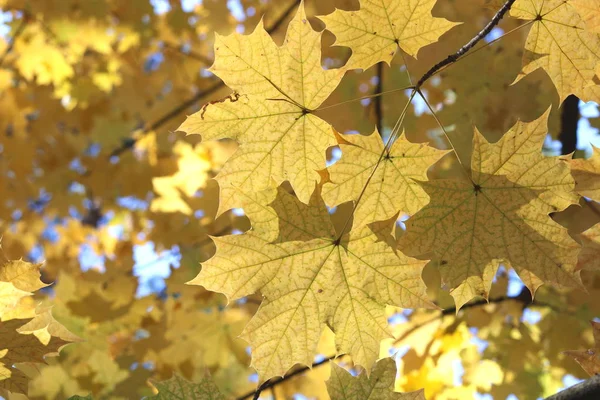 Желтые Осенние Кленовые Листья Ветке Осеннего Клена — стоковое фото