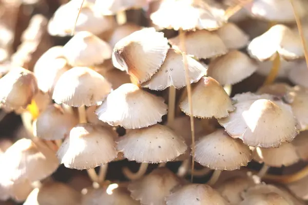 Many Poisonous Mushrooms Close Autumn Forest — Stock Photo, Image