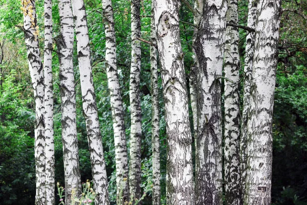 Beaux Bouleaux Écorce Bouleau Blanc Dans Bosquet Bouleaux Aux Feuilles — Photo