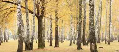 Huş ağacının diğer huş ağaçları arasında Ekim ayında sarı huş ağacında huş ağaçları ile güzel bir manzara
