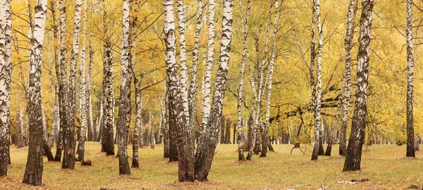 Hermosa Escena Con Abedules Bosque Abedules Otoño Amarillo Octubre Entre —  Fotos de Stock